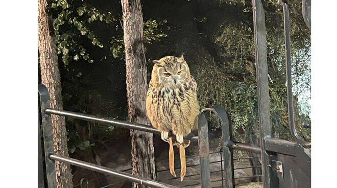 Sorrento, rinvenuto un gufo reale fuggito dalla cattività. Il rapace è stato restituito la proprietario