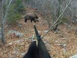 Caccia al cinghiale a Positano