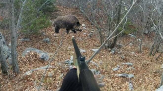 Caccia al cinghiale a Positano