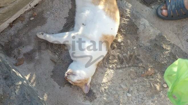 Gatto avvelenato a Via Boscariello a Positano