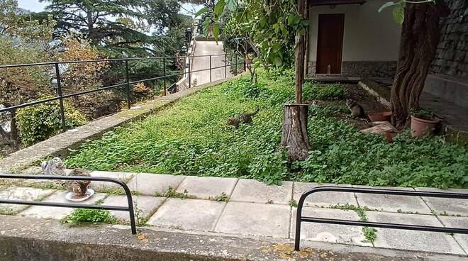 Gatti alla Chiesa Nuova a Positano