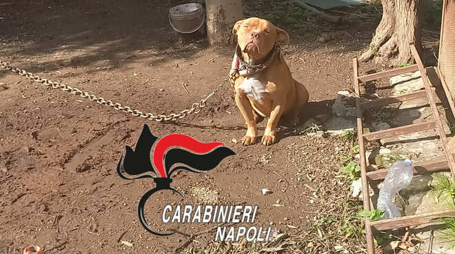 pitbull abbandonato pimonte