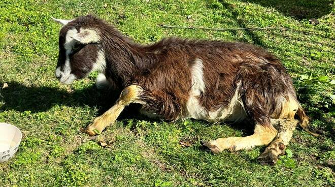 Positano, salvata la capra trovata ad Arienzo