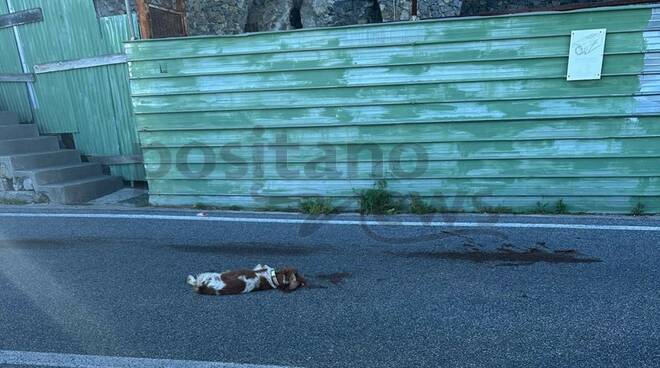 cane investito a positano