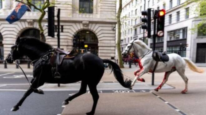 Due cavalli della guardia reale fuggono nelle strade del centro di Londra