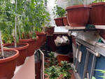 San Giovanni: nasconde una serra di marijuana sul terrazzo di casa. Arrestato dalla Polizia di Stato